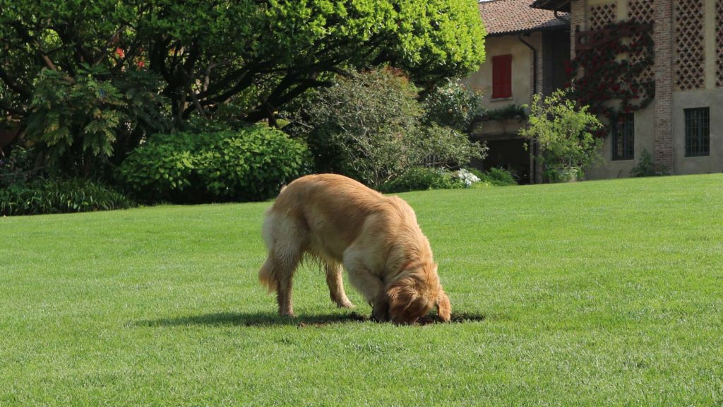 How to stop your dog from ruining your lawn - GroundStores.co.uk