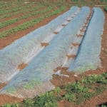 Ground Frost Protection Fleece for Plants and Crops