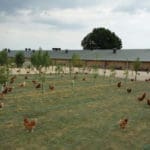 Poultry Ground Protection Mesh Green