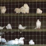 Fence for enclosures of domestic and courtyard animals (35 x 22mm - 2m x 100m)