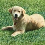 Turf Reinforcement Mesh GS640 (2x30m roll)