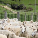 Super Strength Wind Break | Strong and heavy-duty plastic fence, for sheep and livestock