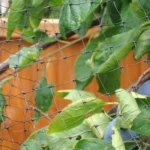 Fruit & Garden Netting - Image 4