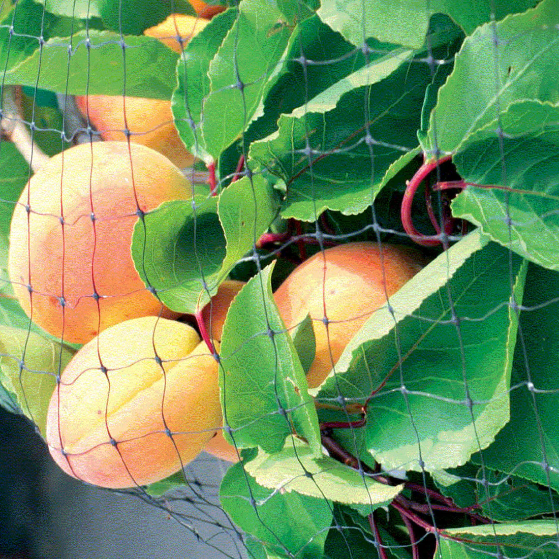 n5008fgh_fruit_cage_net_inuse_3.jpg Fruit & Garden Netting - Image 1